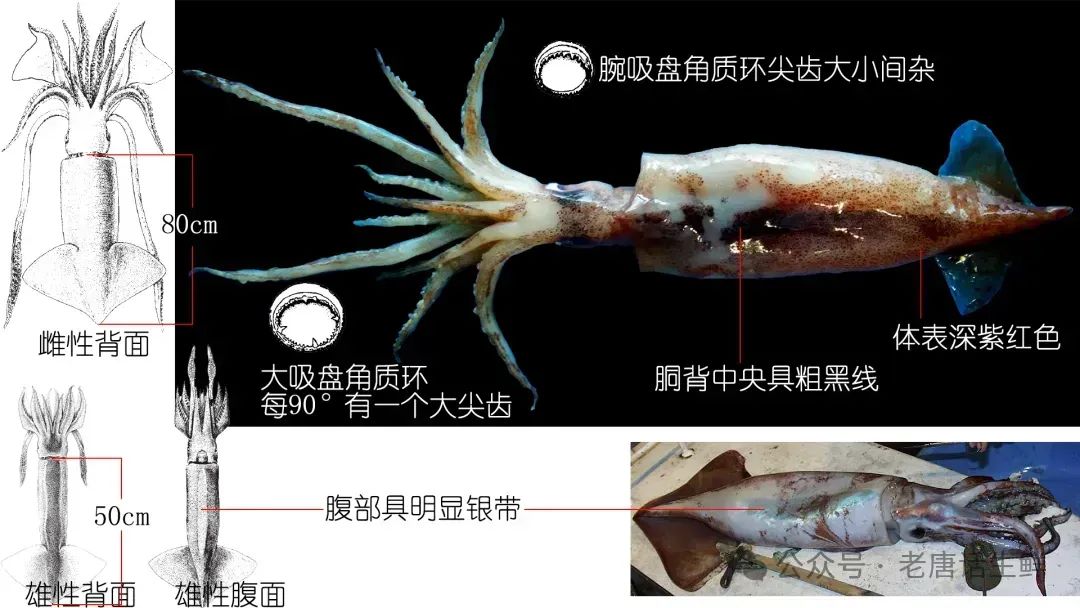 「收藏」鱿鱼与柔鱼