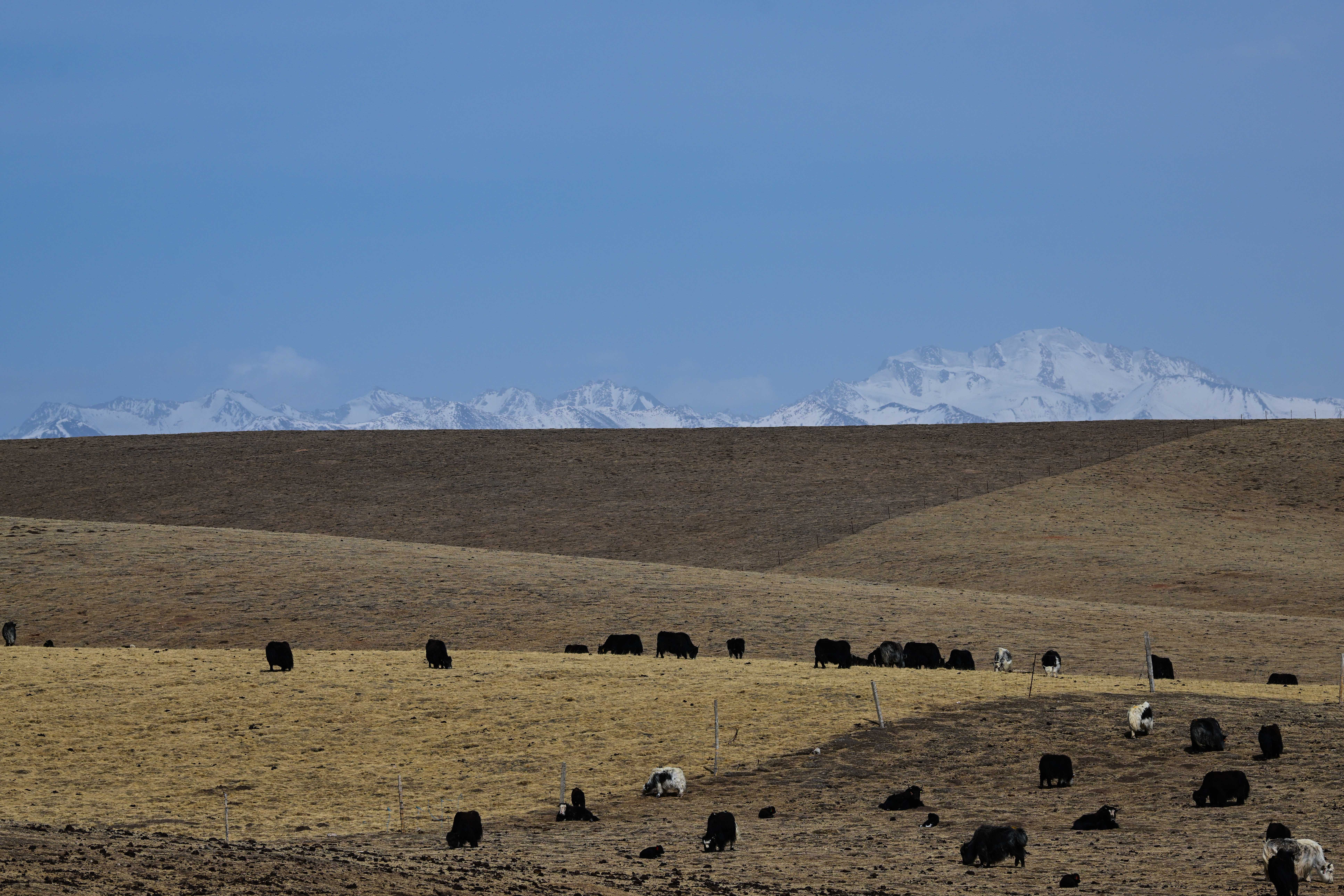 (经济)青海:生态畜牧业促进乡村振兴