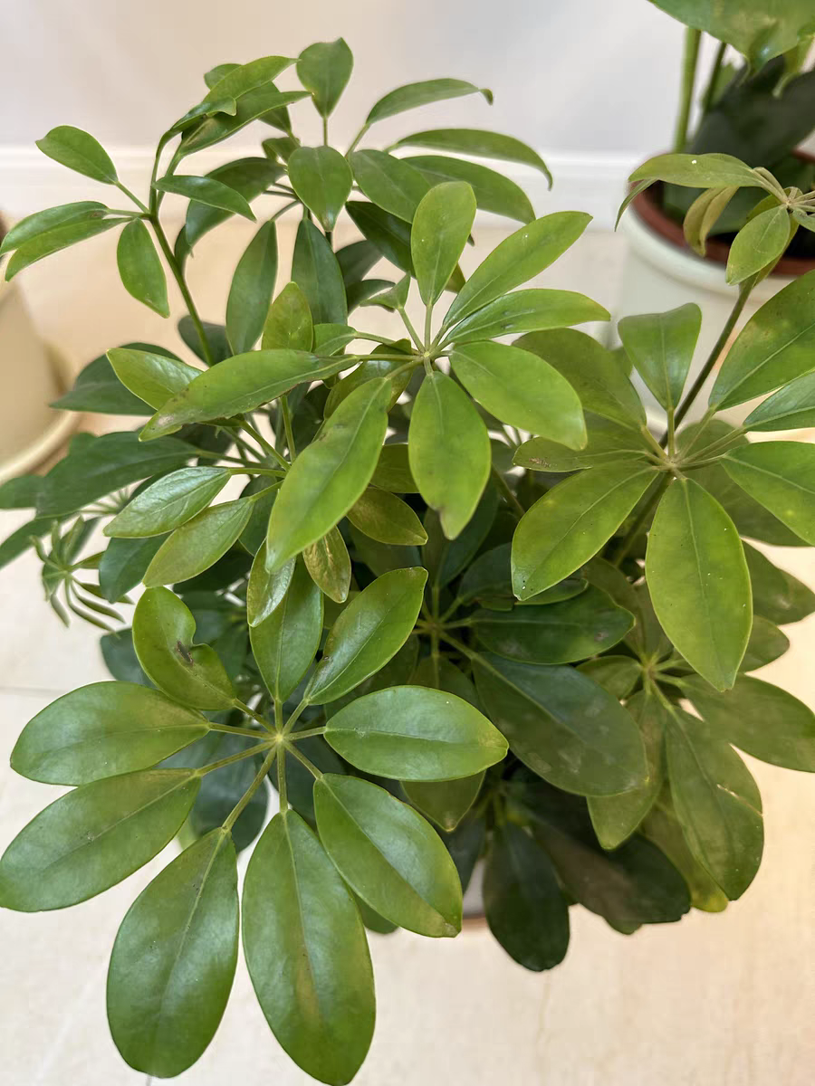 5种耐阴花,适合养在室内,一点散光就能养还能净化空气