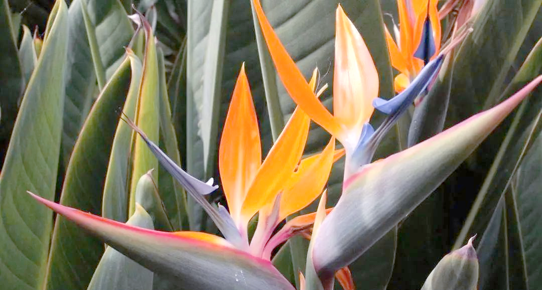 辽宁14市"市树""市花"探秘:你了解多少?