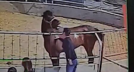 马急了也咬人?一男子耳朵被咬伤缝3针!