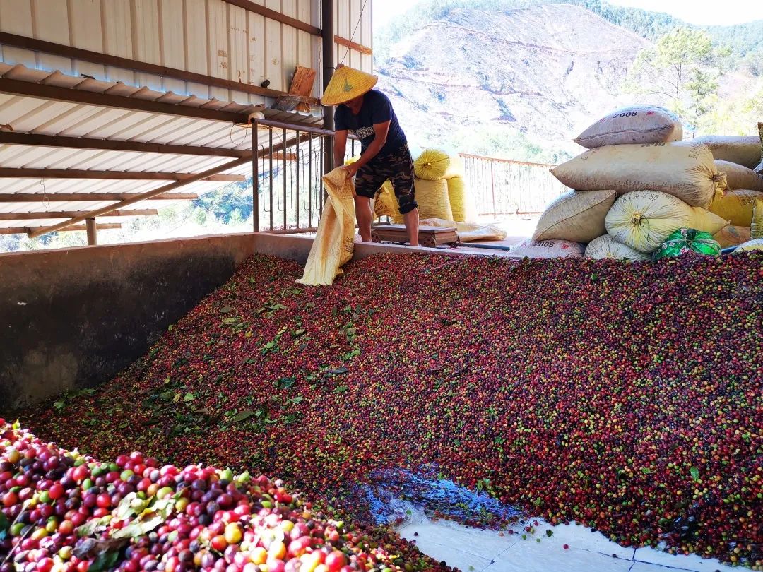 "中国咖啡之都"!普洱缘何成为全国咖啡品质最好主产区