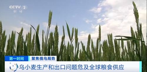 小麥價格大漲！全球糧食危機或?qū)⒈灰?？！?lián)合國糧食計劃署發(fā)出預(yù)警→