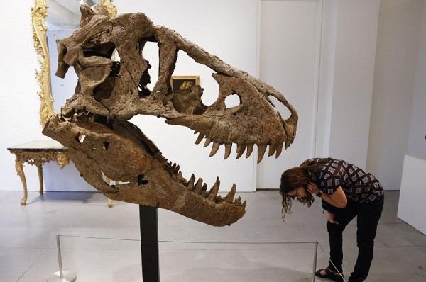 合众社:史上最大最完整霸王龙头骨化石在苏富比拍卖 估价或达2千万