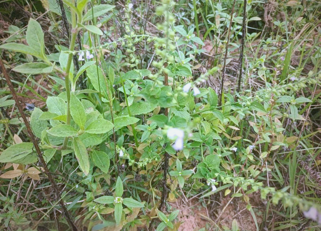 农村的天然"退热草",石荠苎,花只开半边,感冒高热不再愁!