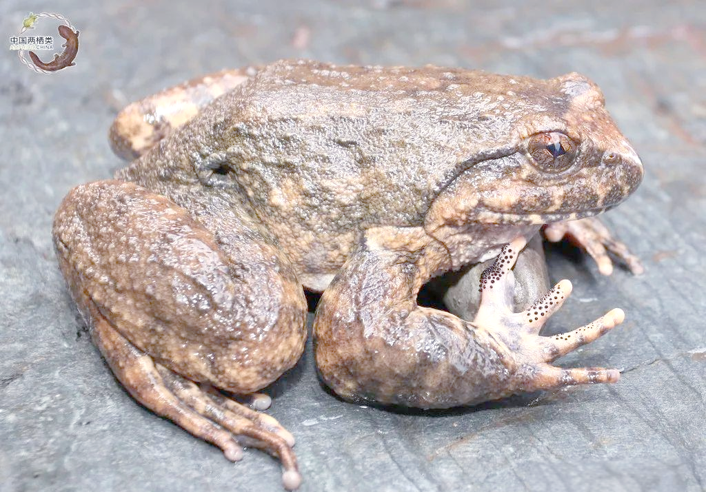 探索棘胸蛙:一种中国特有的大型野生蛙类