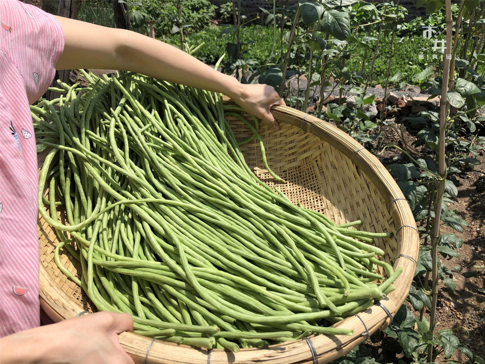 怎麼曬豆角幹『怎麼曬豆角幹不變色』