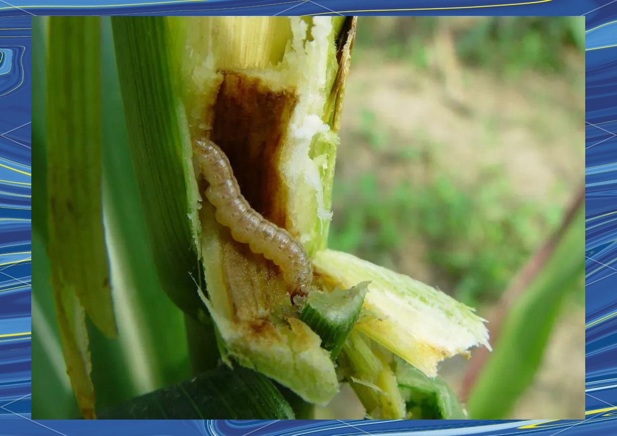 桃蛀螟的危害与防治方法