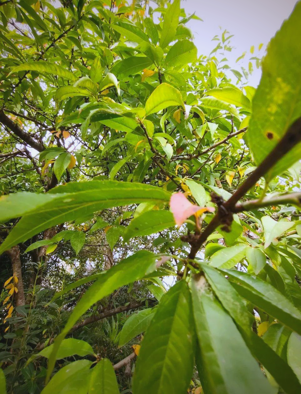 桃叶的韵味与人生感悟