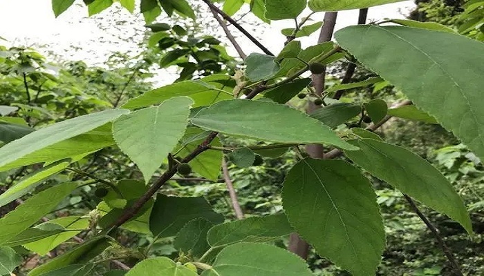 奶香木是什么树