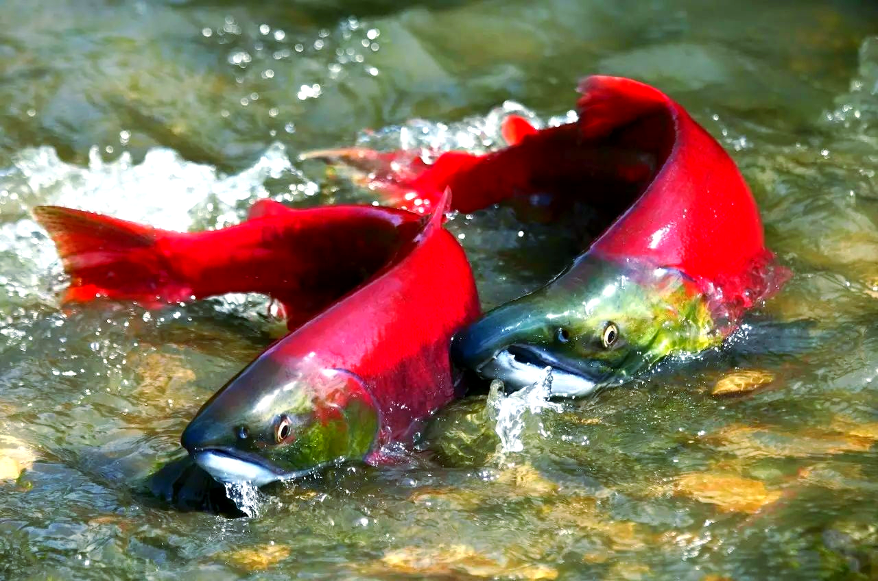 鲑鱼洄游:一场生命与自然的奇妙旅程