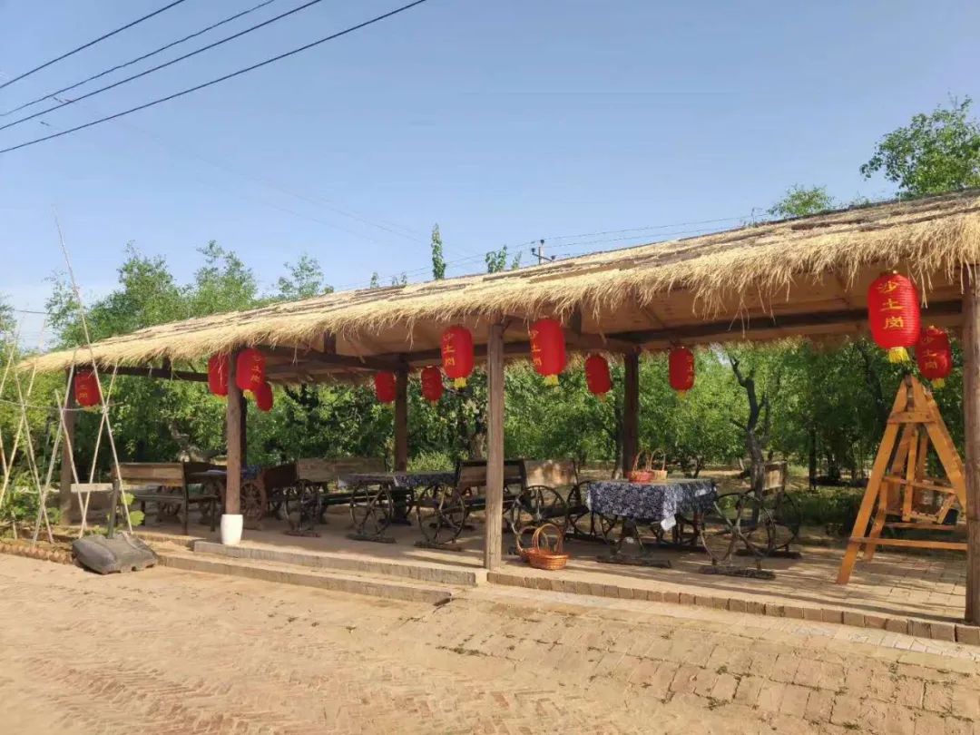 巨鹿沙土岗上,有片红杏正醉人!