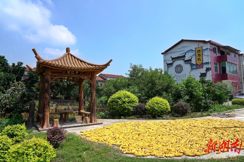 江南镇:长江岸线景如画 稻香鱼肥产业兴