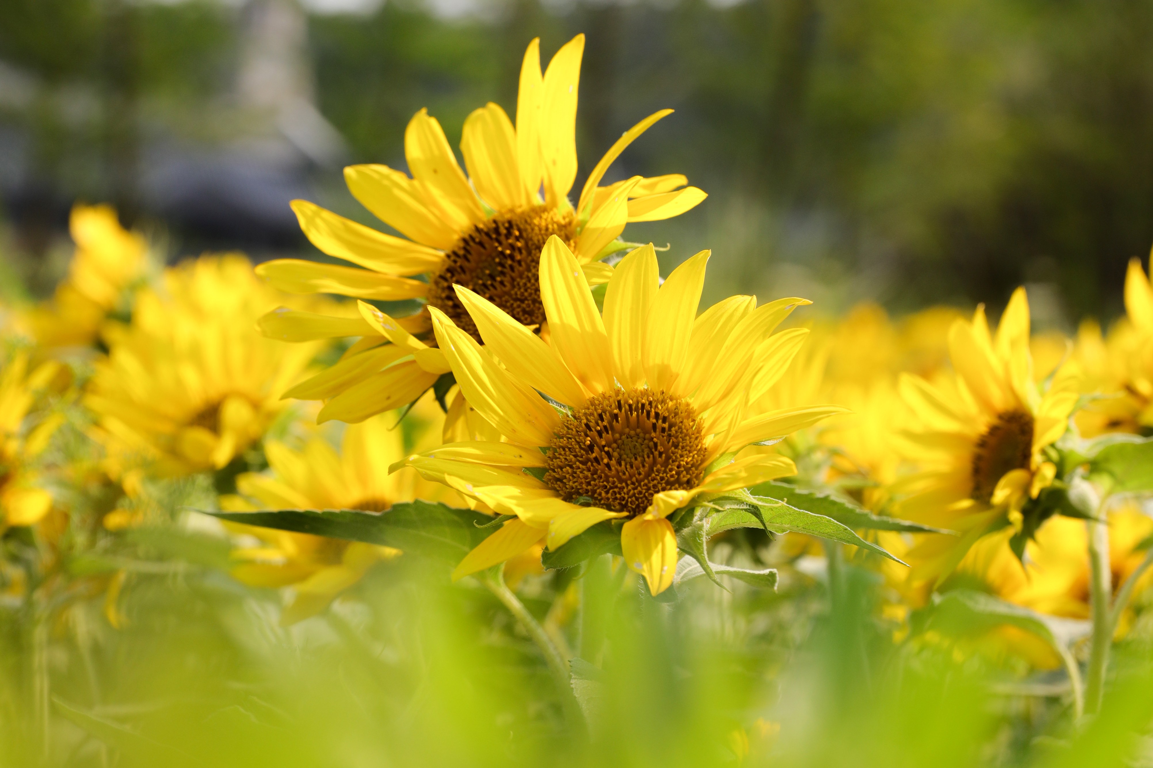 限定浪漫 邂逅夏日油画般的向日葵花海