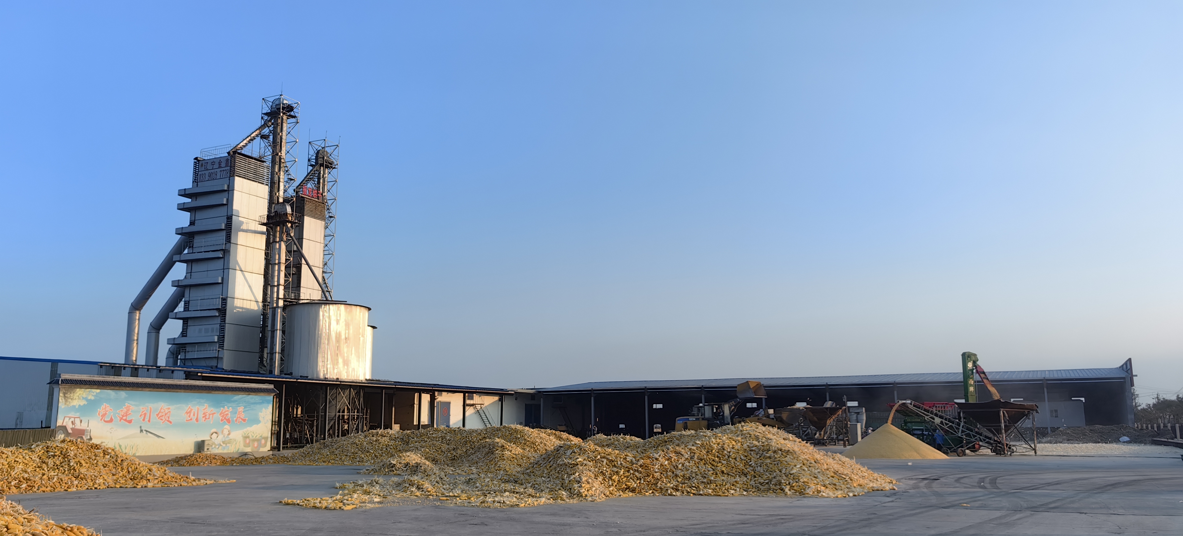 山东东营:盐碱地长出稳产"大粮仓"