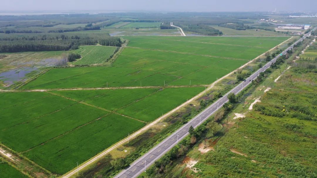 【美丽长岭 乡村振兴】太平川镇:夏日稻田 绿意盎然