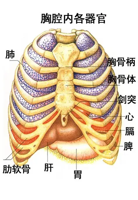 人体器官高清图解及多种疾病查询方法