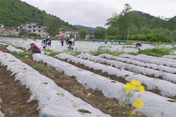 开阳县高寨乡平寨村:订单烤烟移栽忙