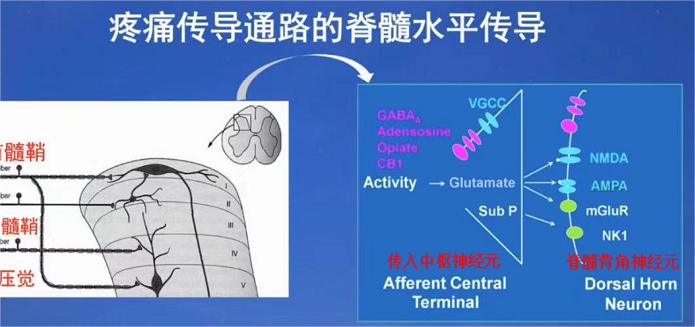 戴茹萍教授:手术麻醉应激和麻醉深度监测