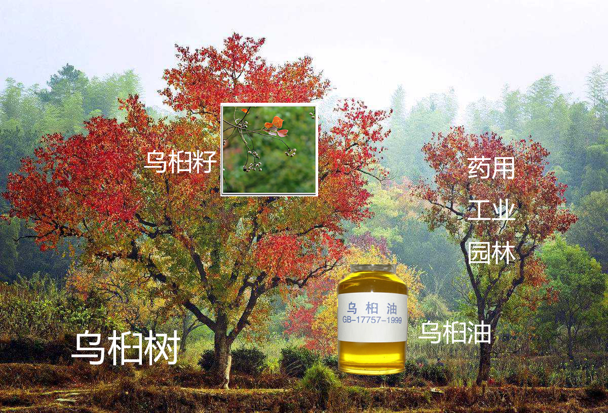 榨油机 - 优质图片专区