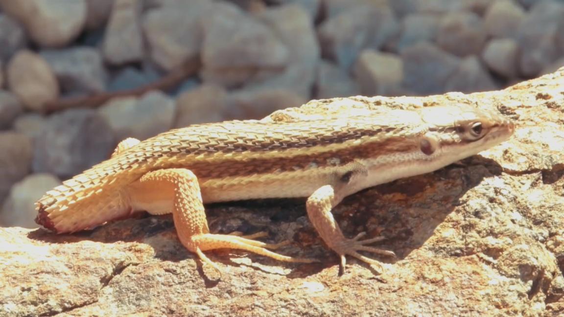 动物杂谈:浅谈对于蜥蜴的断尾的看法,盘点蜥蜴各类之最