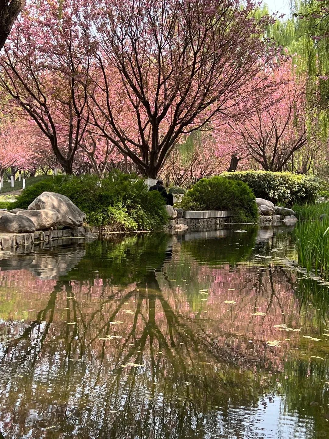 氛围感人少好拍西安人的春天该露营了