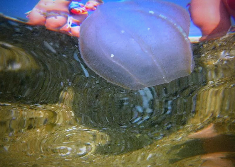 栉水母动物门:独立于刺胞动物的独特生物类群