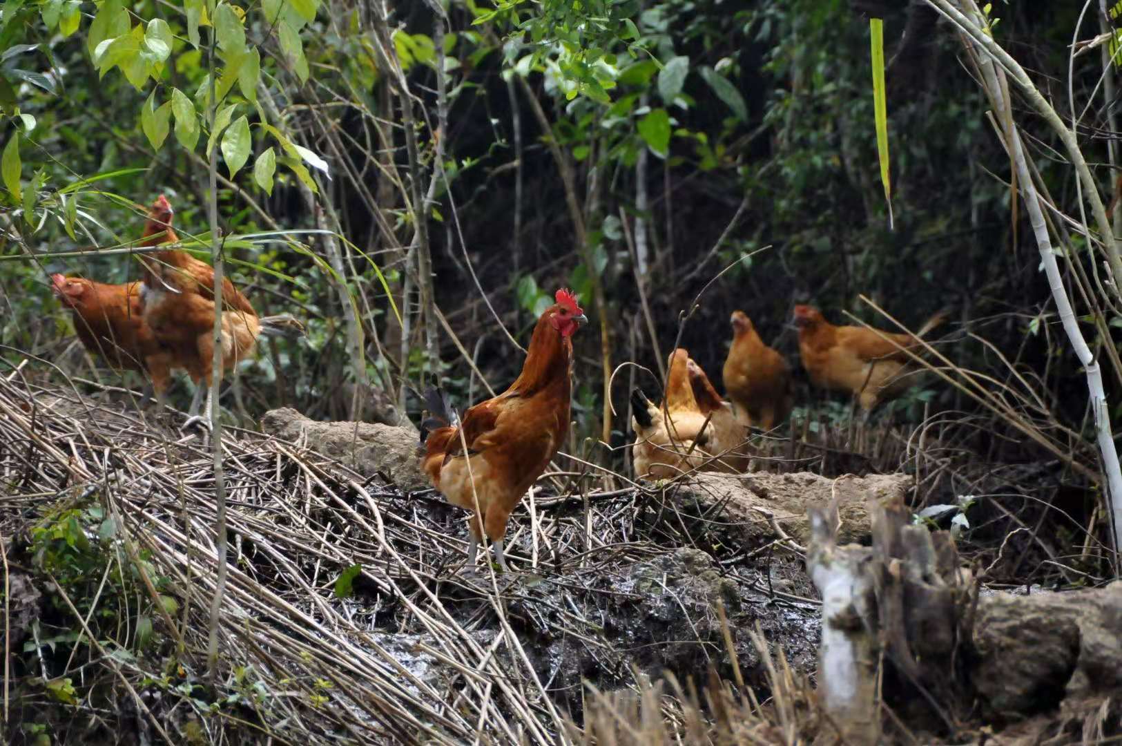农村土鸡味好纯正,但为何农民依然喜欢"淘汰鸡",原因你可知道