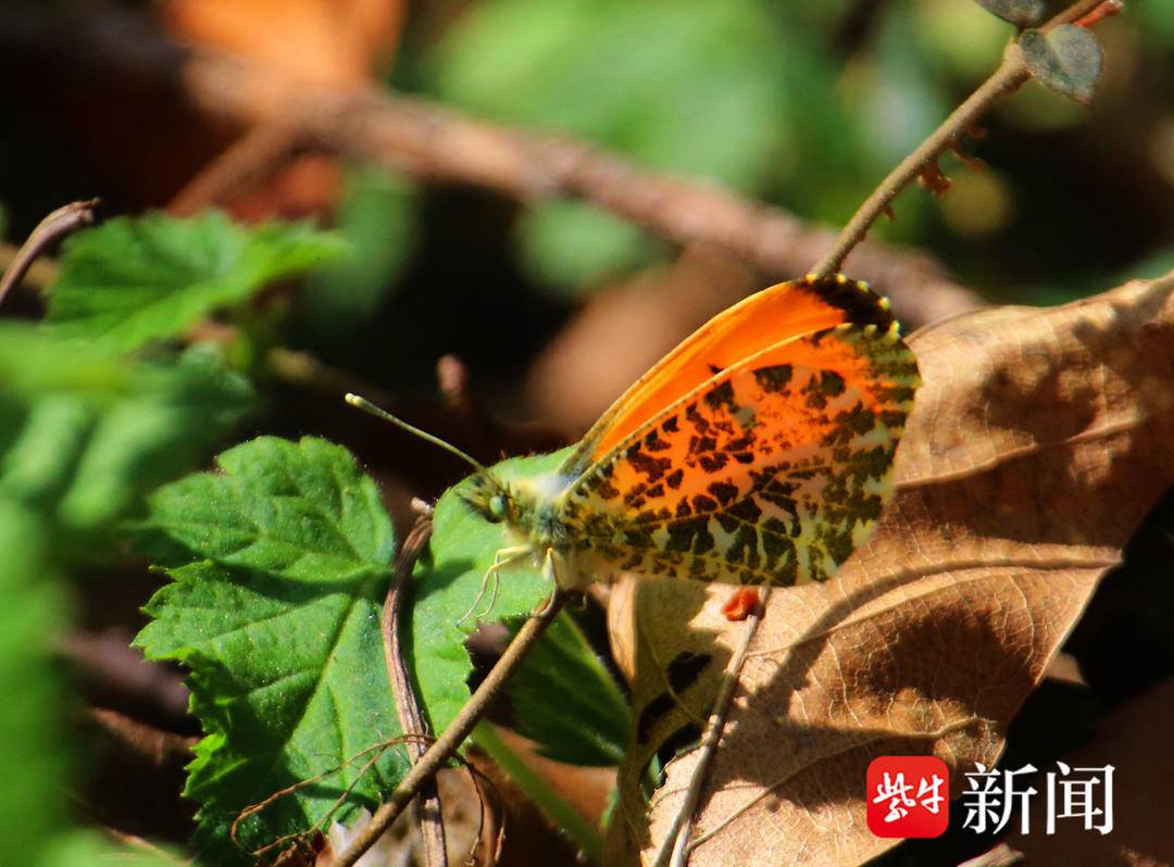 「视频」南京江心洲惊现橙翅襟粉蝶,被誉为南京最美粉蝶