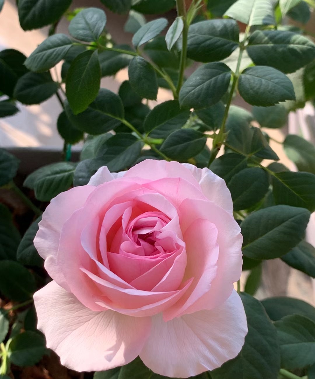 月季花"婚礼盒子",色香俱全,花量超多,耐阴,北阳台亦能养