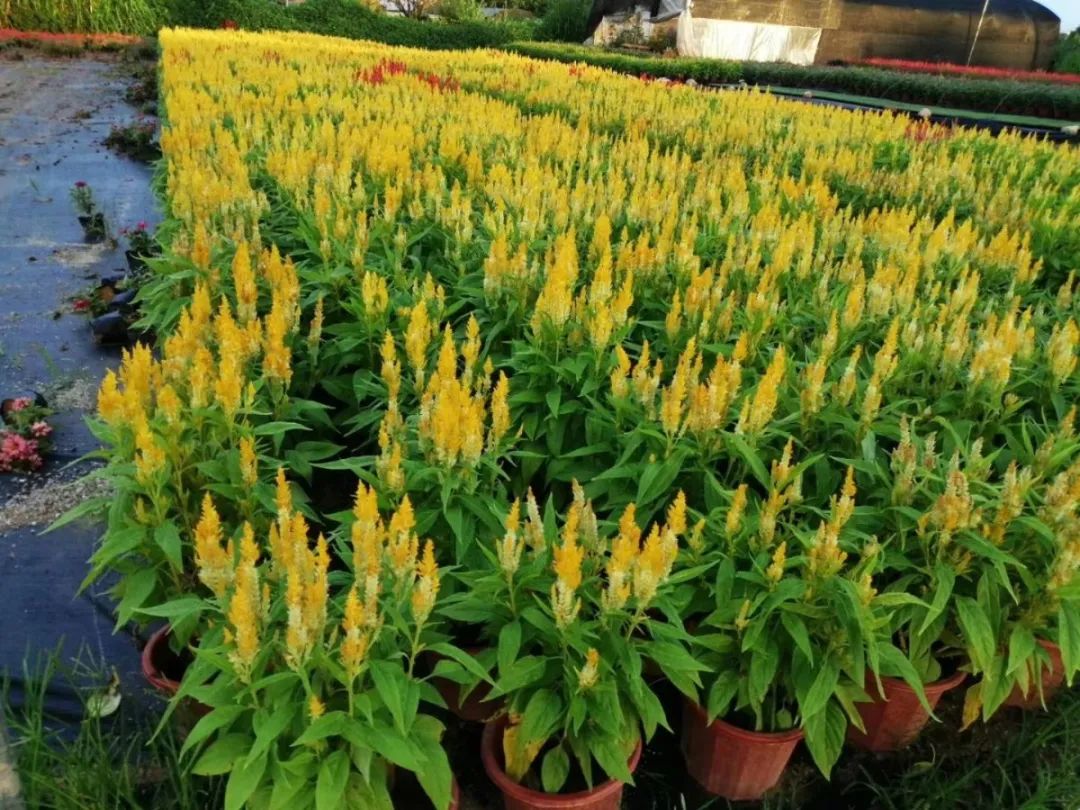 秋天常用的38种花境植物,比第一杯奶茶香