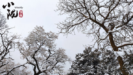 甘肃平凉:雪压枝头白絮飞 玉树银枝惹人醉