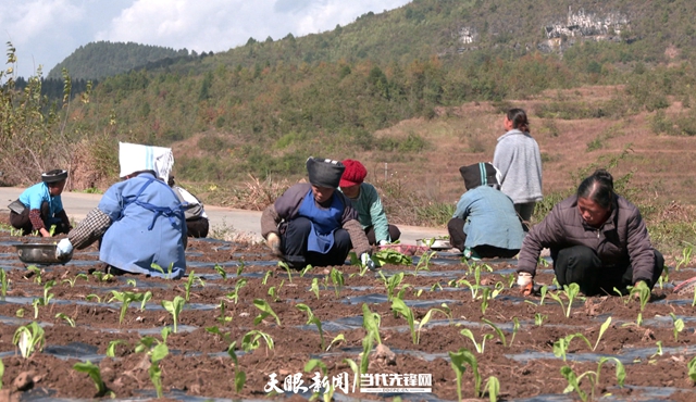 惠水崗度鎮:青菜種植讓