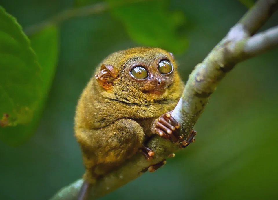 东南亚眼镜猴:大眼睛带来的生存智慧