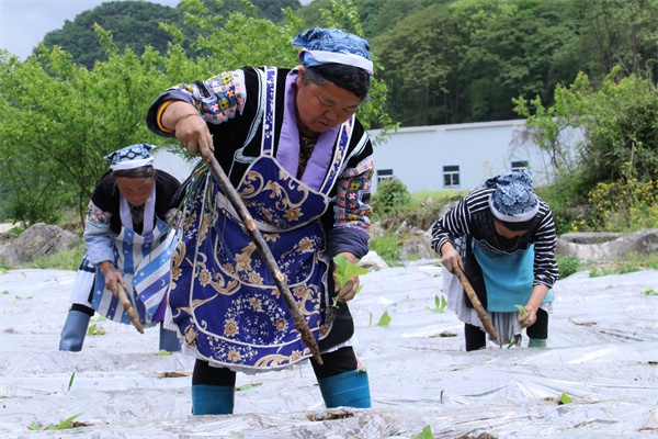 开阳县高寨乡平寨村:订单烤烟移栽忙