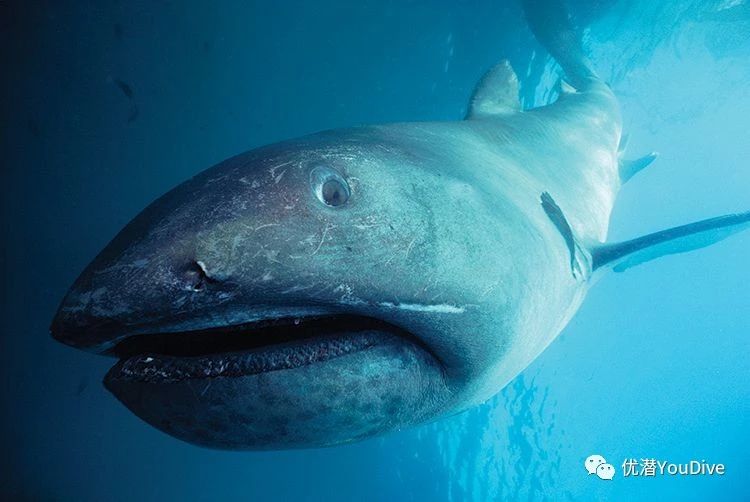 日本东京湾惊现罕见巨口鲨!全球记录仅100只!