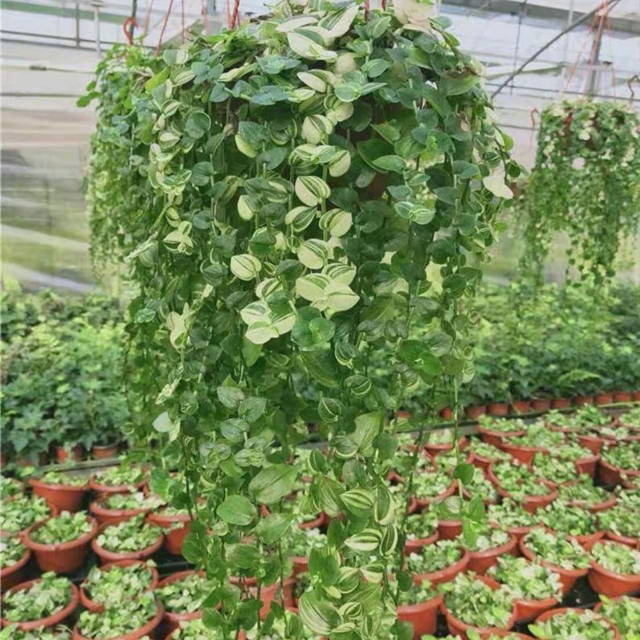 吊竹梅的风水寓意 吊竹梅生长习性和养殖方法