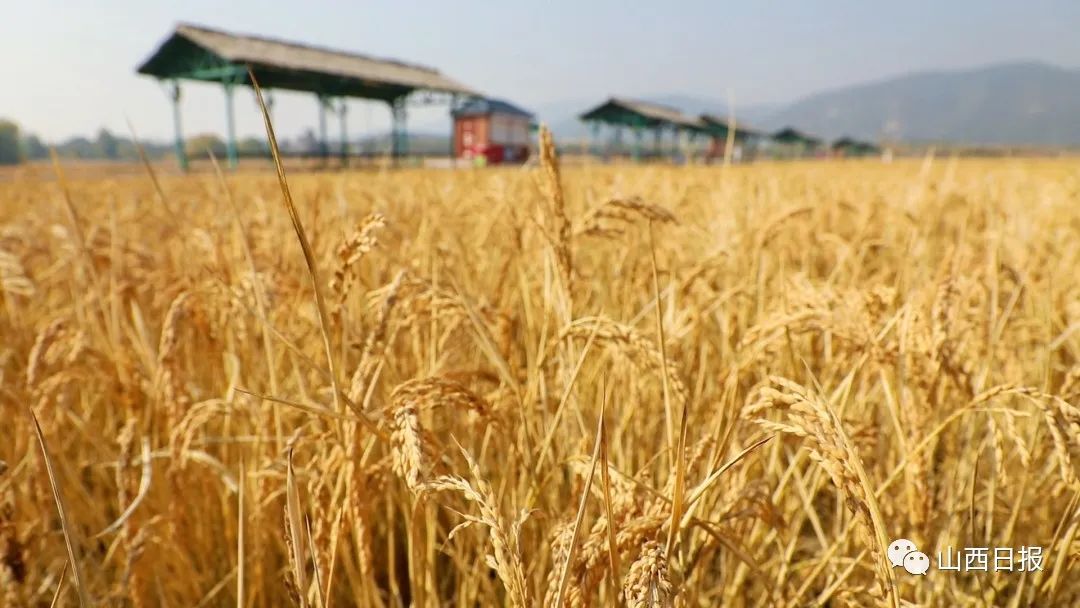 亩产突破1000斤!太原晋祠大米喜获丰收