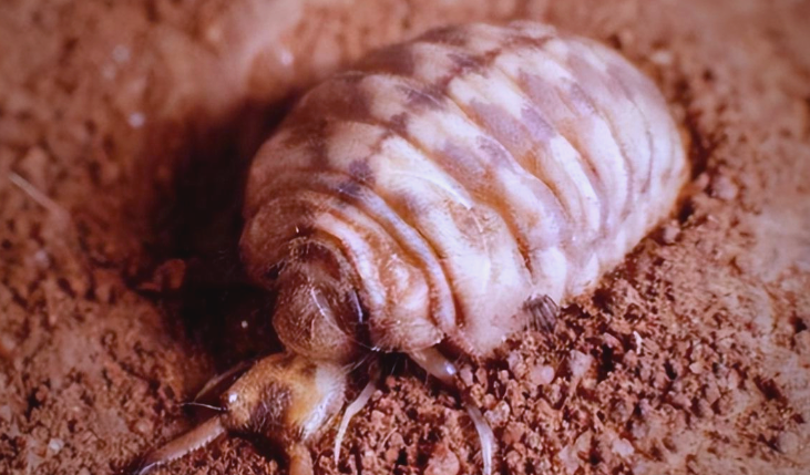 毋庸置疑,从经济层面分析,"沙牛"的开发利用无疑