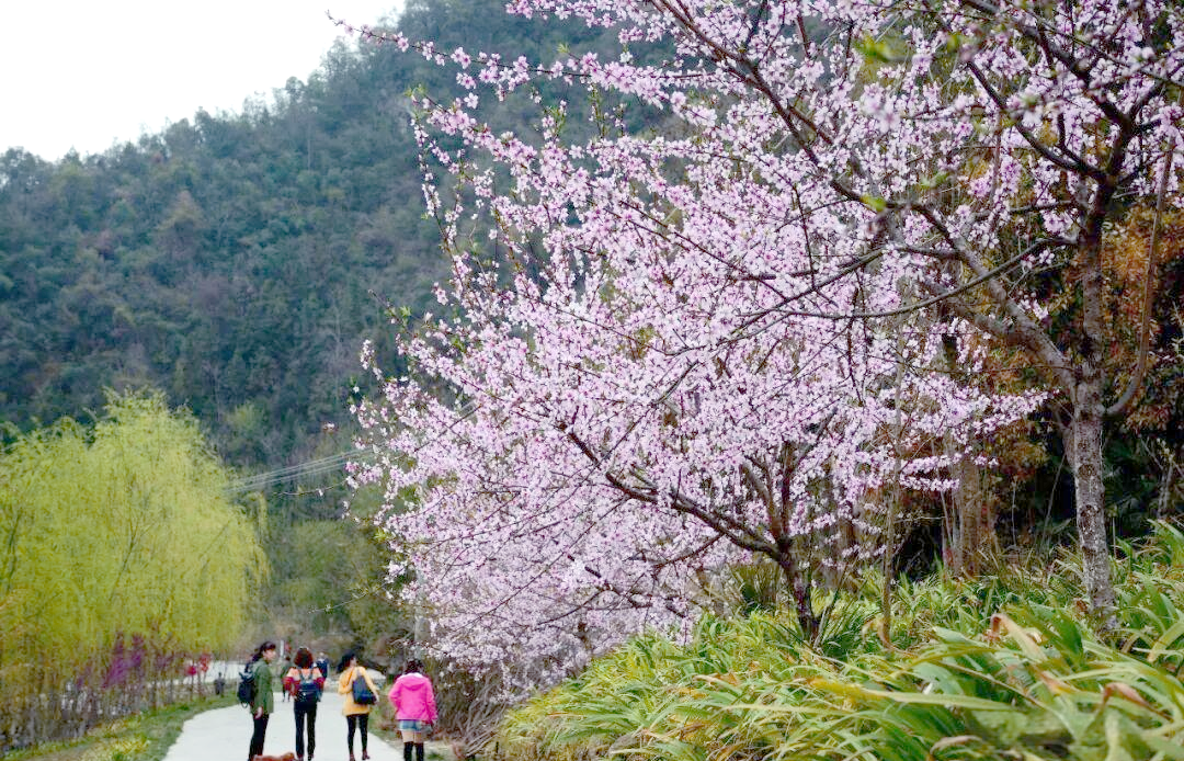 竹山县乡村旅游机遇与太和梅花谷魅力