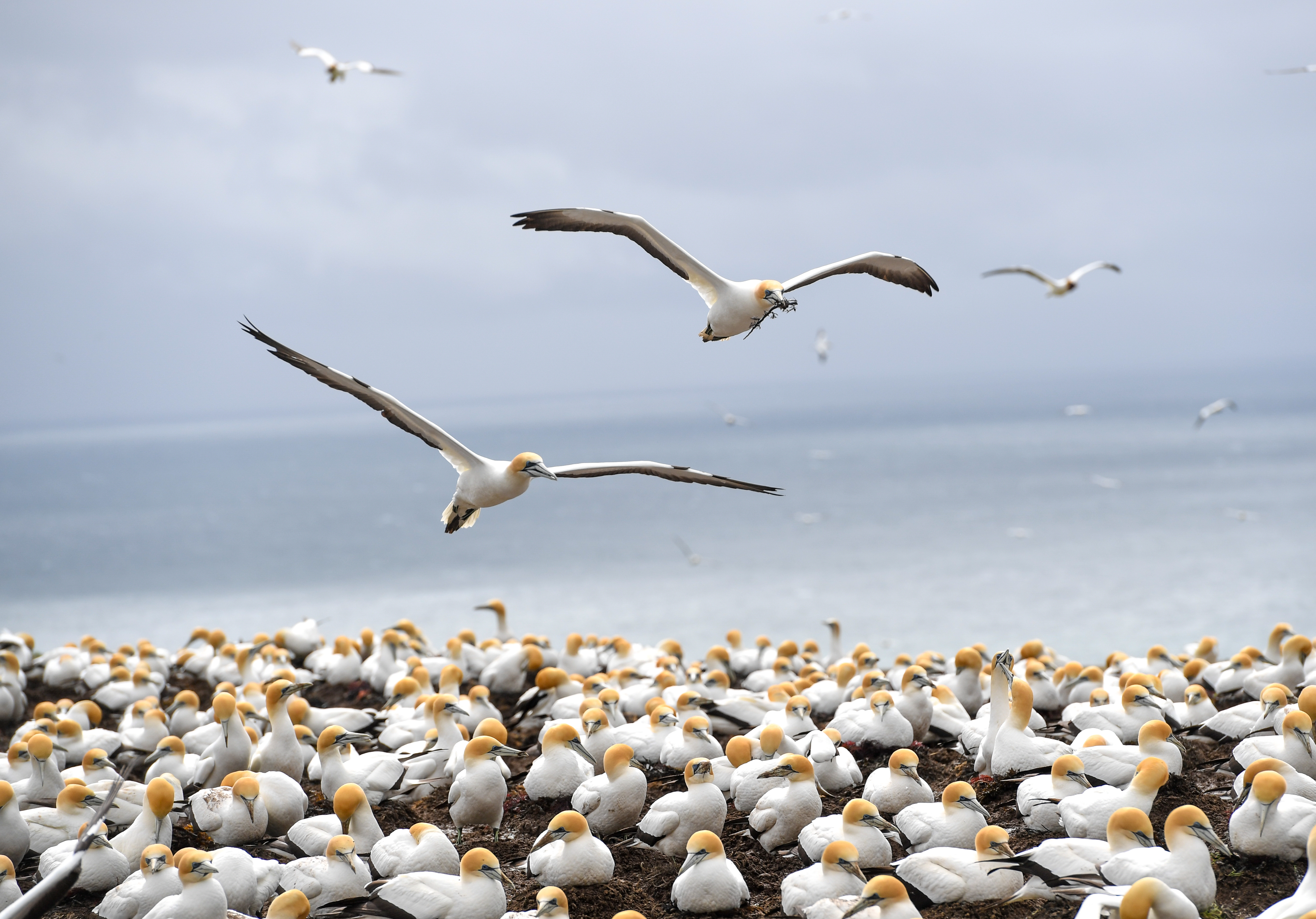 新西兰拐子角塘鹅保护区