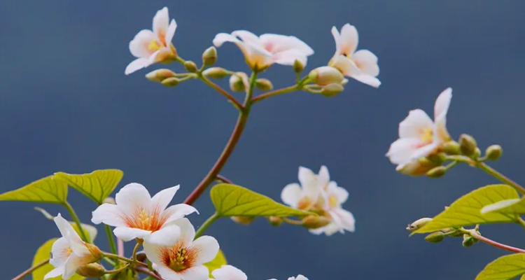 油桐花的唯美诗词