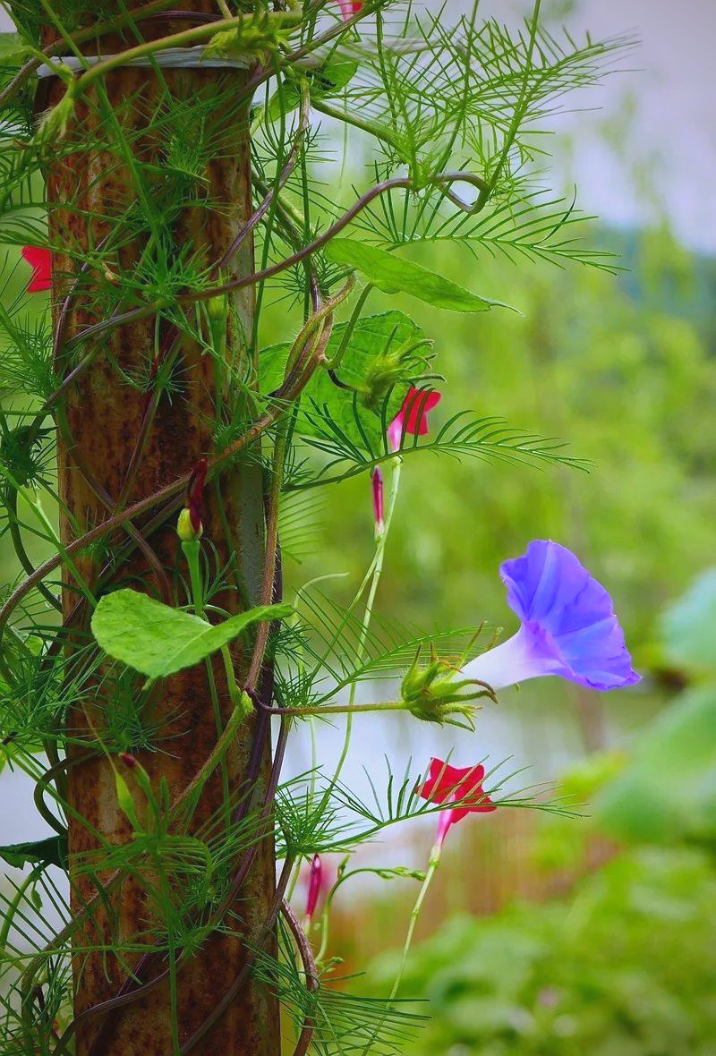 夕颜花与牵牛花的全面对比:特点与分布