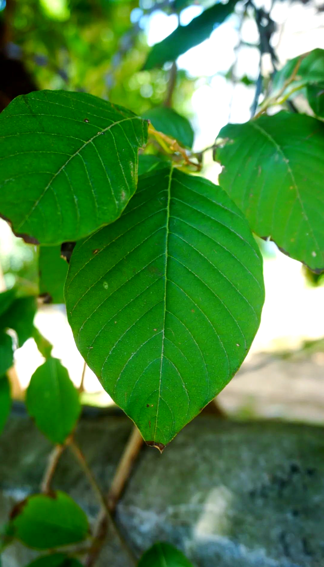 喜树的奇妙魅力:从果实到命名背后的故事
