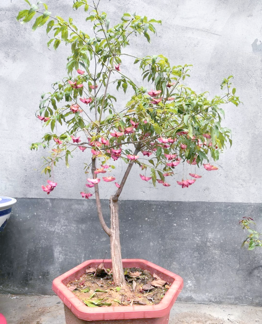 金丝吊蝴蝶养护全攻略:轻松打造家居盆景