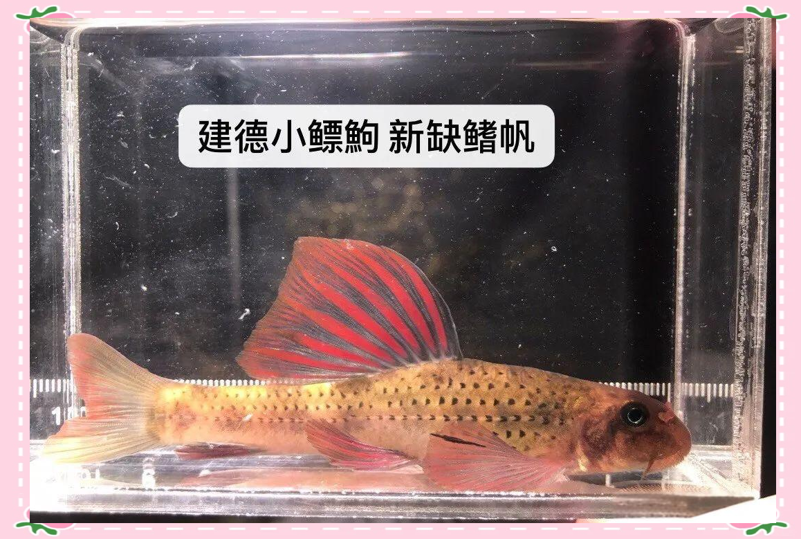 建德小鳔鮈:探秘神秘地域种