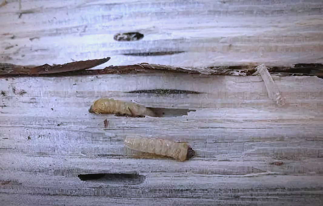 松褐天牛的危害与防治策略全解析