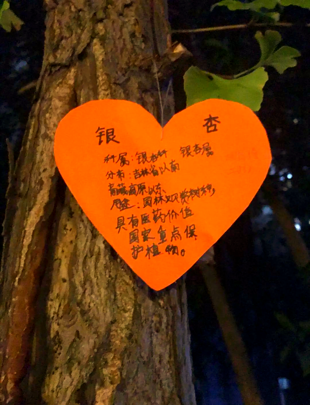 孩子们亲手为树木挂名牌,增强环保意识