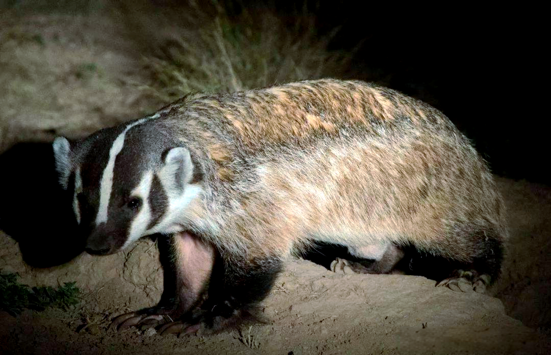 美洲獾:捕食者与食腐动物的美食指南