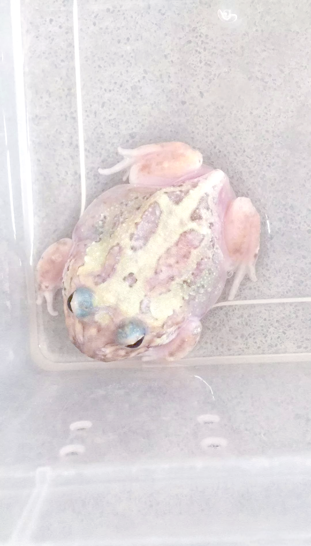 南美角蛙的多样化介绍与饲养指南